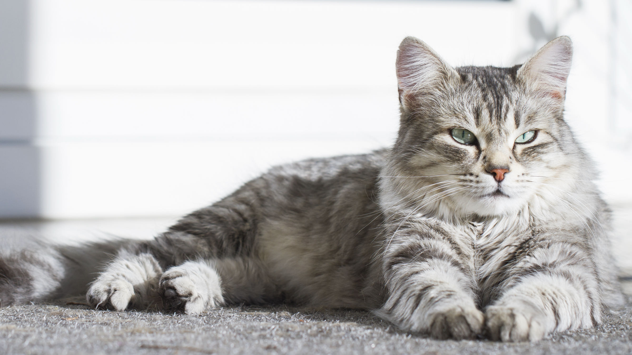 grey siberian cat with blue eyes laying on carpet in sun beam