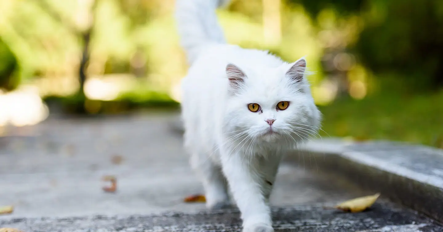 fluffy persian cat