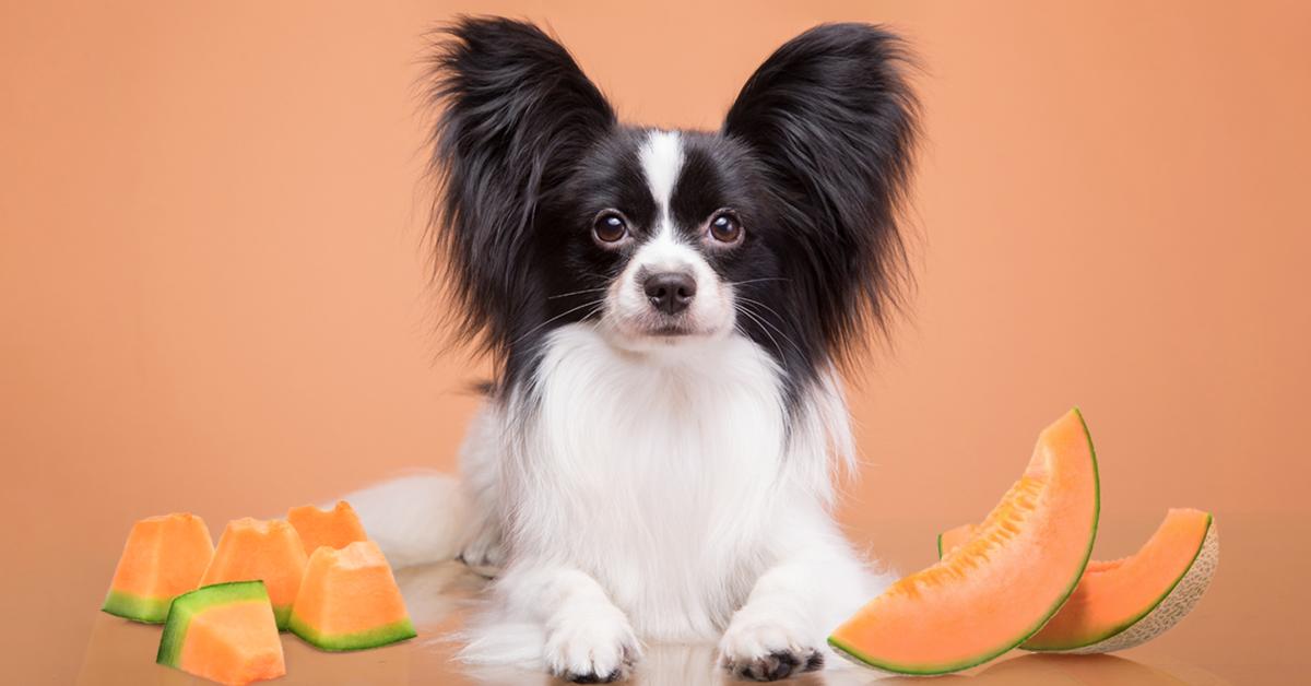 what fruits can a chihuahua eat