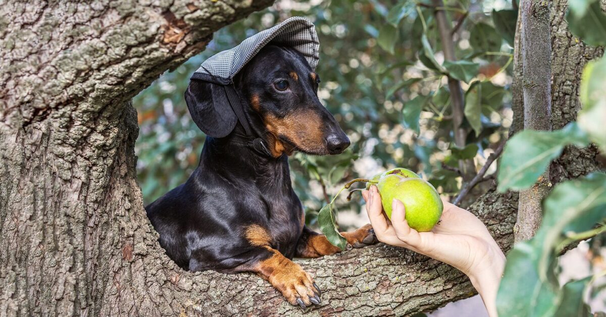 what happens if a dog eats a cholesterol pill