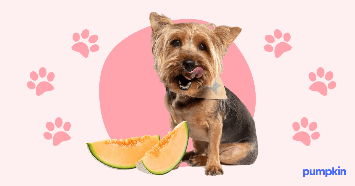 Cantaloupe safe for dogs hotsell