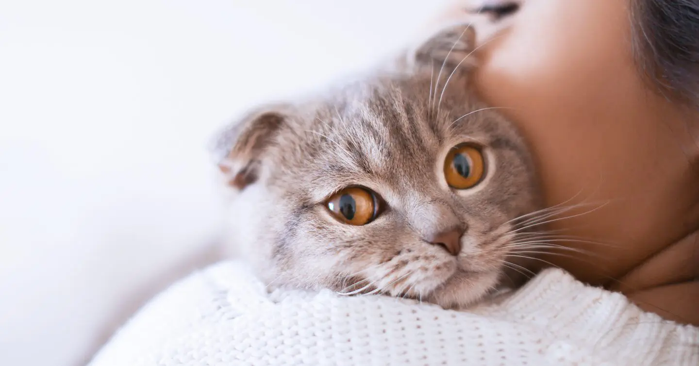 Most Intelligent Cat Breeds, Choosing The Right Cat For You, Cats