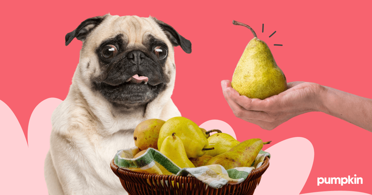 a pug with its tongue out contemplating a bowl of pears