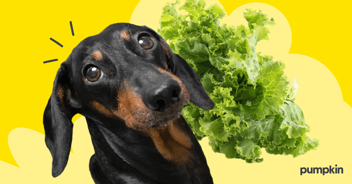 A dog beside lettuce