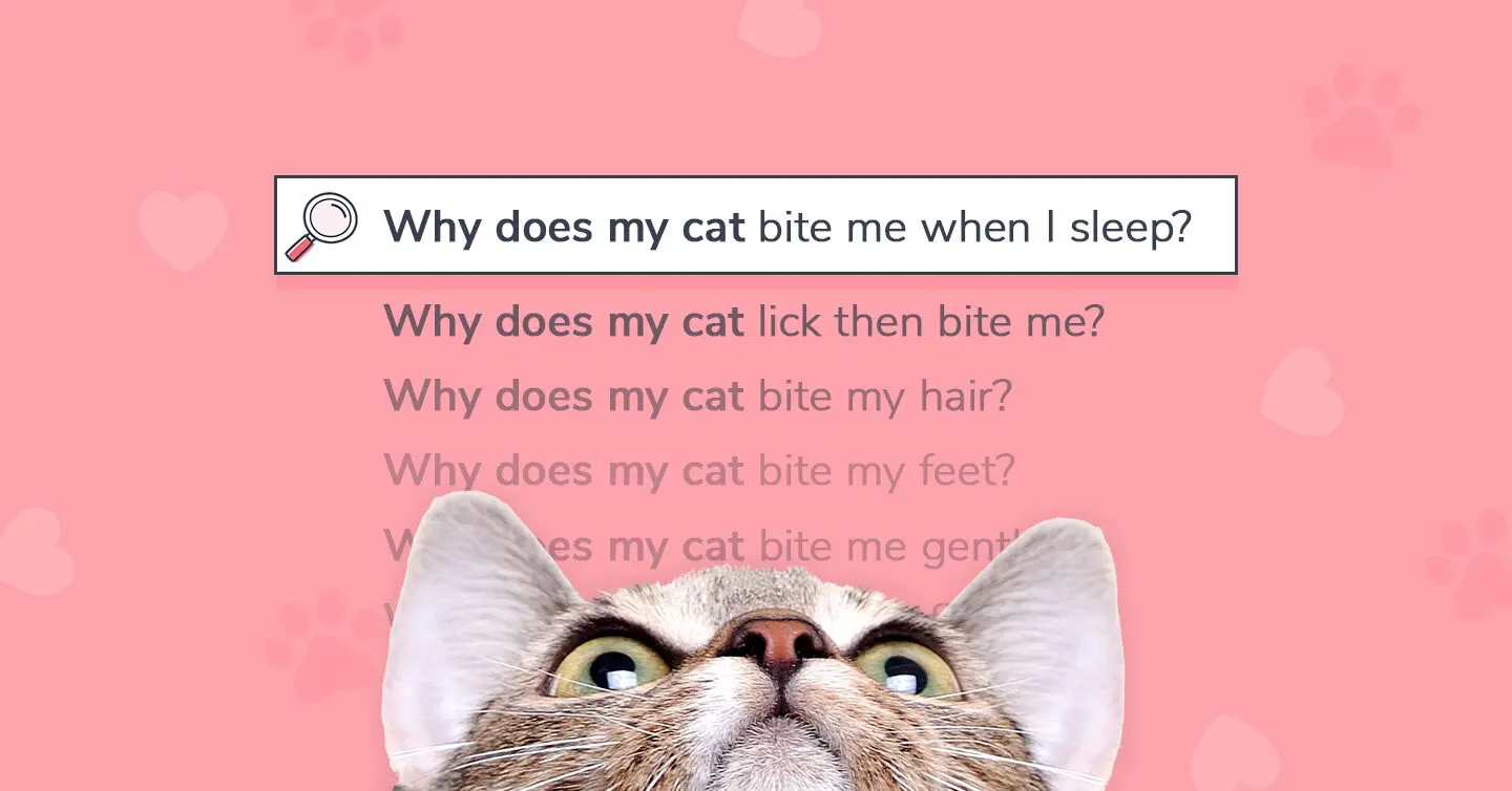 10 Reasons Cats Meow