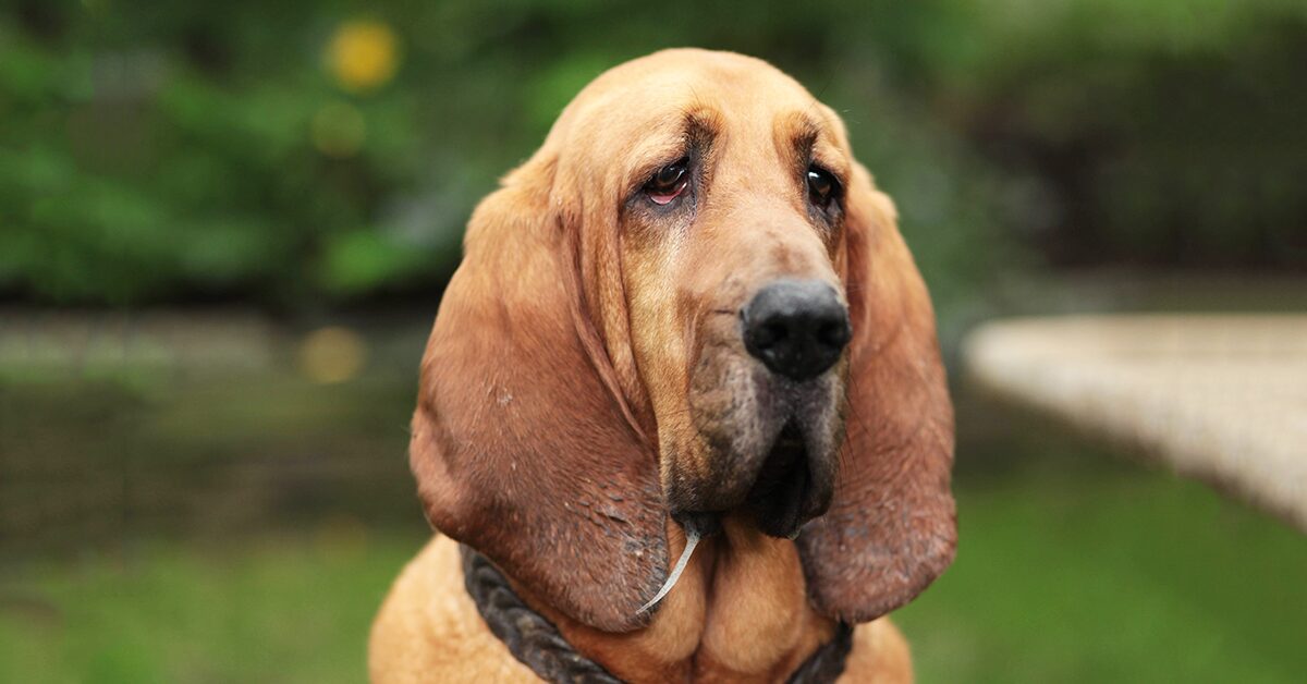 bloodhound beagle mix puppies