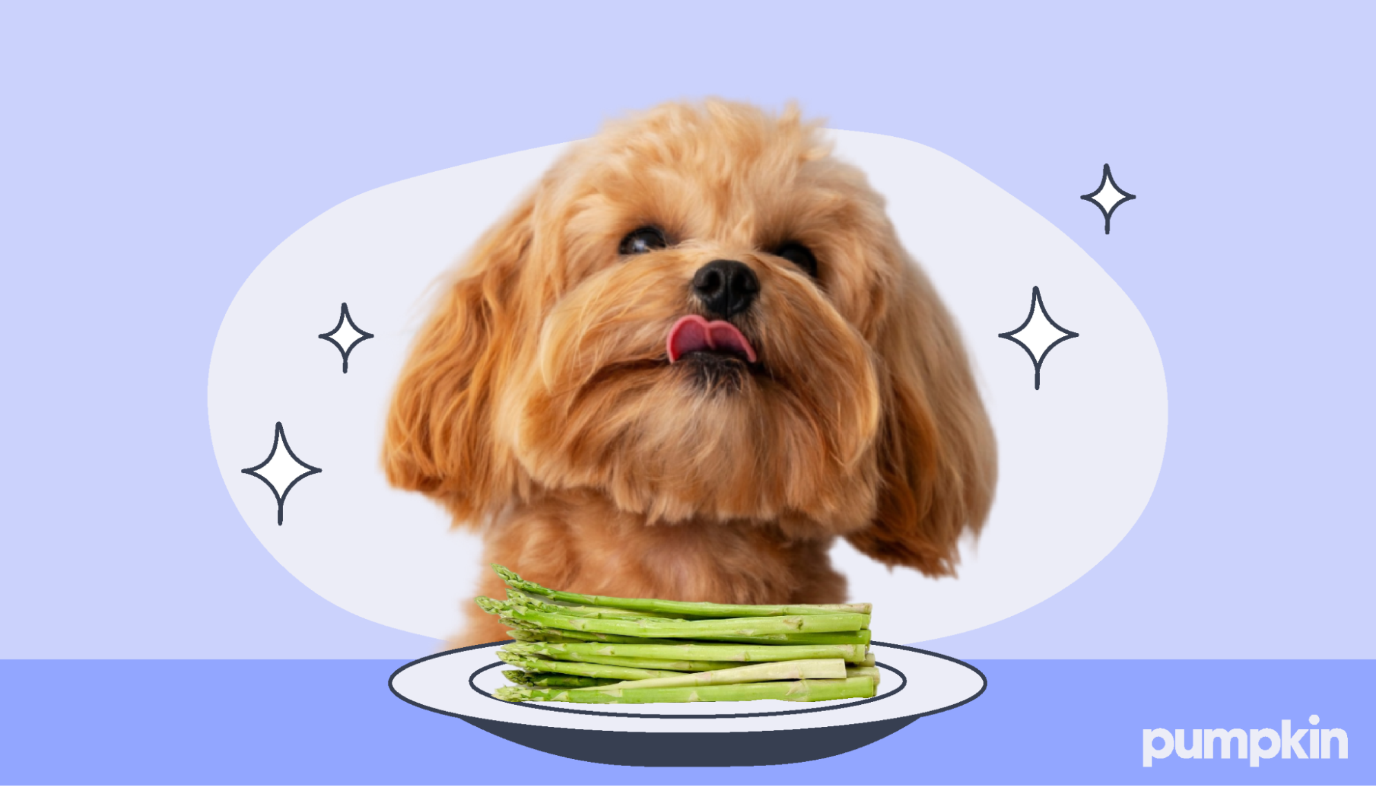 A dog with a plate of asparagus