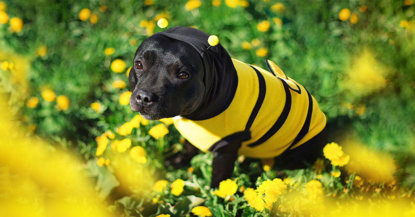 Can Dogs Eat Honey What You Need To Know Pumpkin 