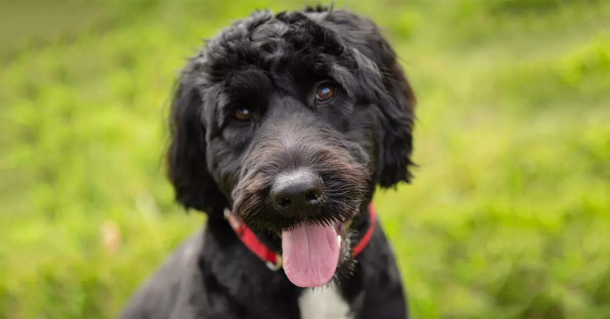 Portuguese Water Dog - All About Dogs