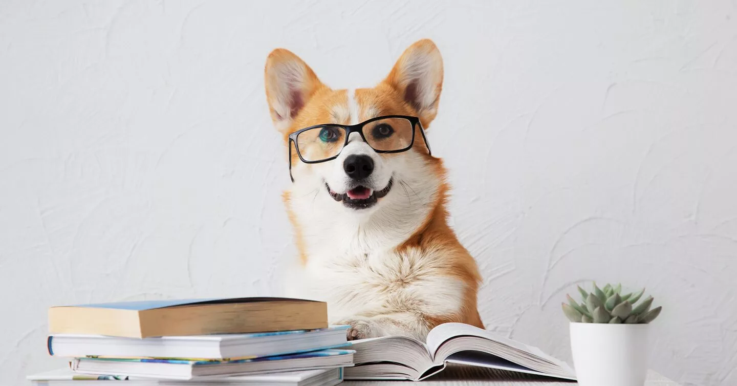 What is the most intelligent dog breed? What is the smartest dog