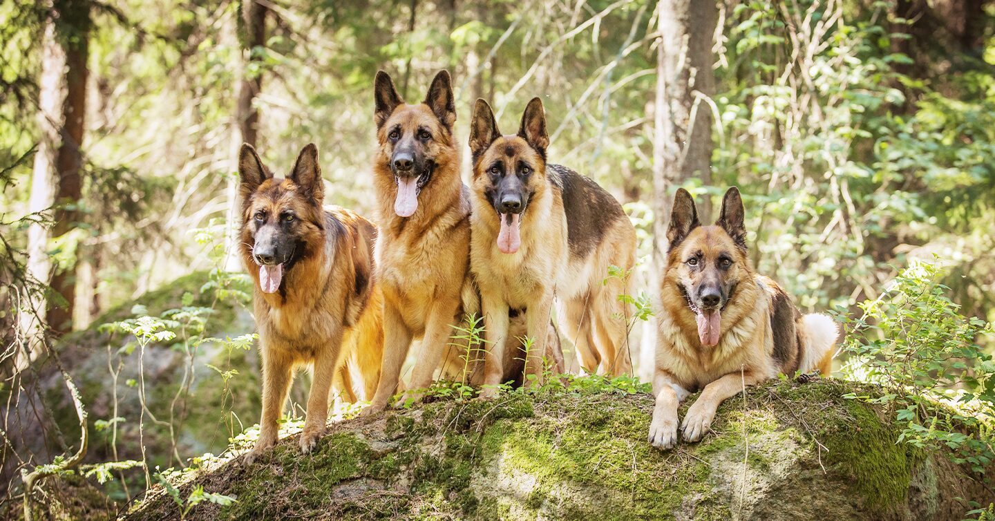 are german shepherds home defense dogs