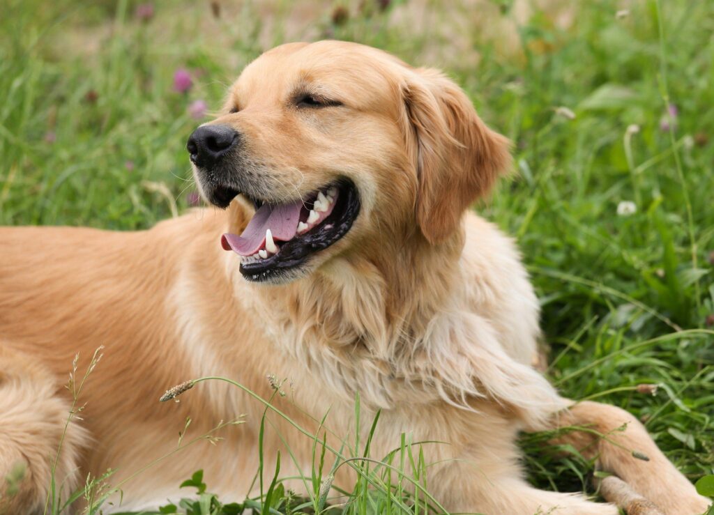 golden-retriever_easiest-dogs-to-train