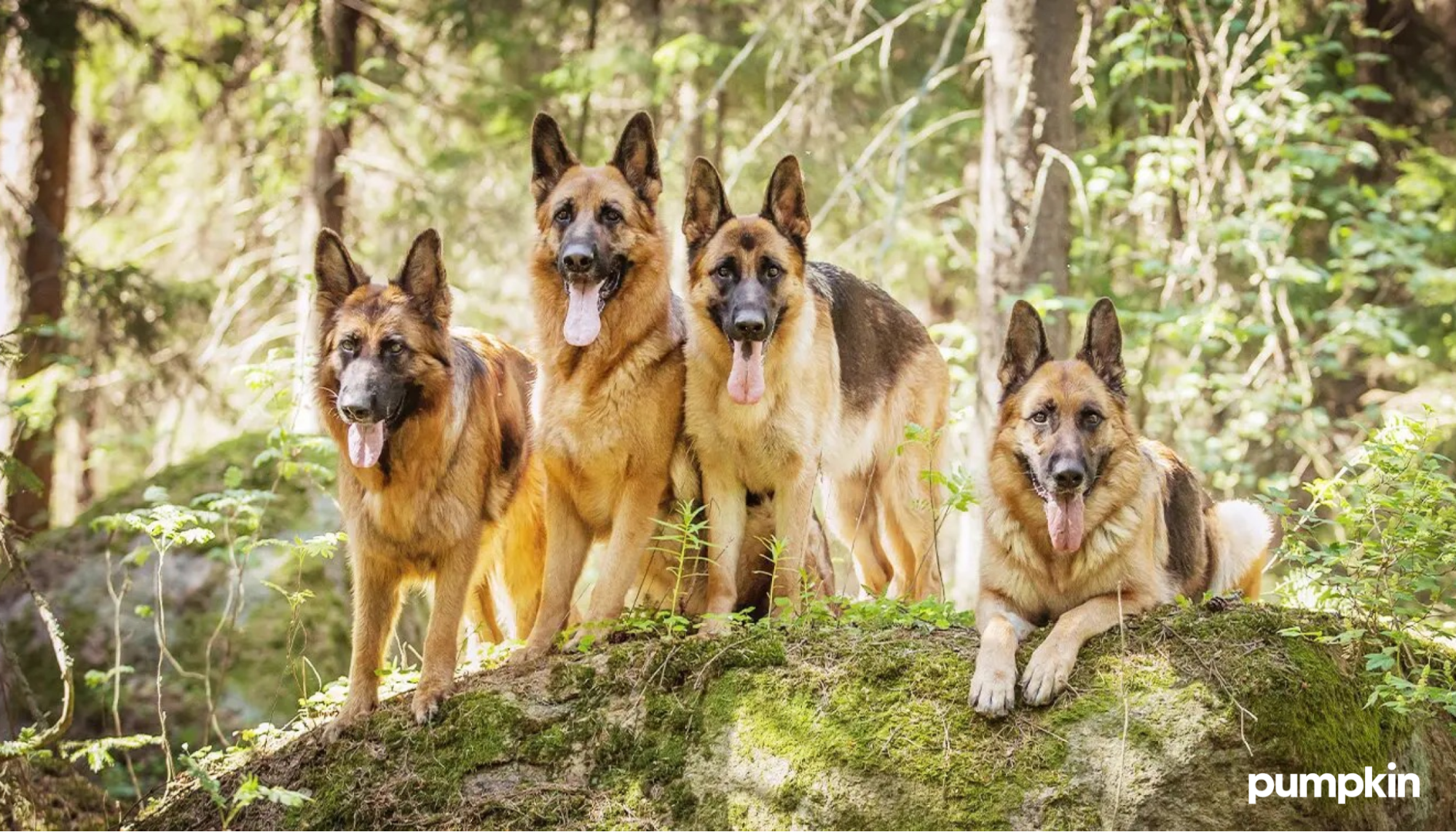 Four German Shepherds in the forest