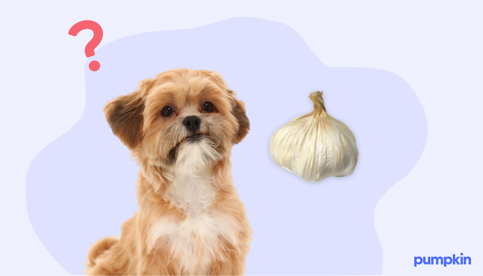 A dog beside a photo of garlic