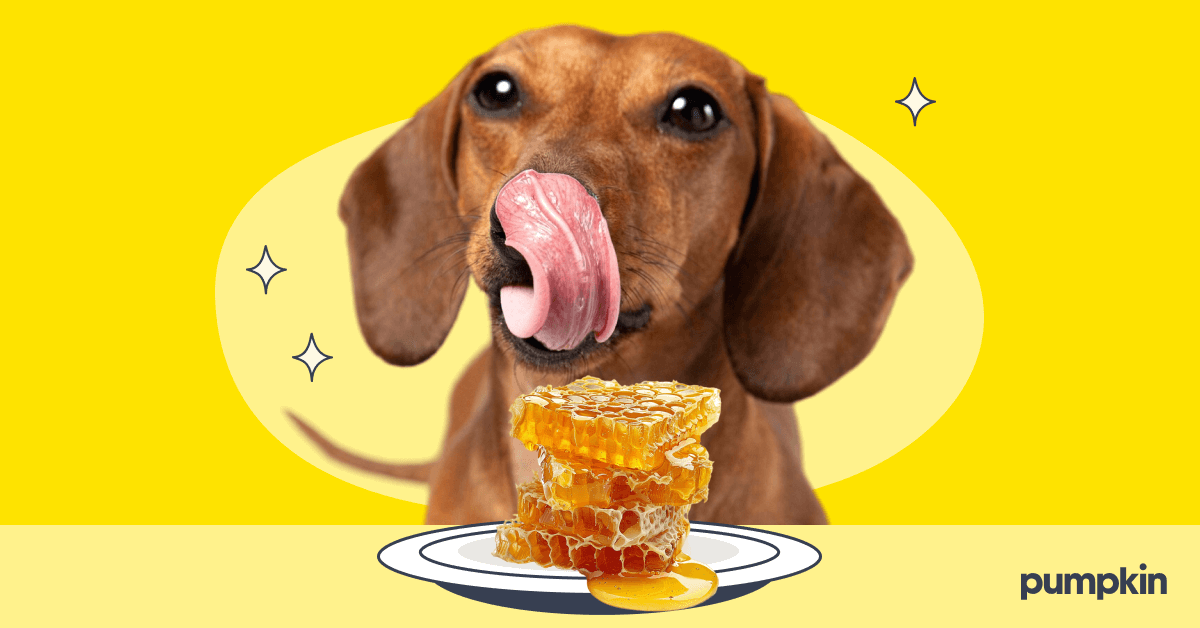 A dog licking its lips next to chunk of honeycomb