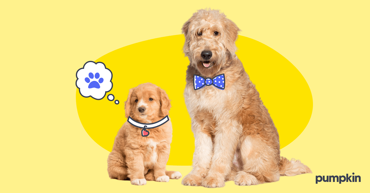 Goldendoodle puppy and adult sit side by side