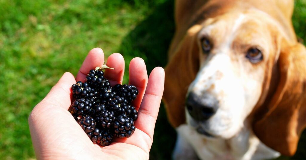 basset hound looking at outstretched hand filled with blackberries