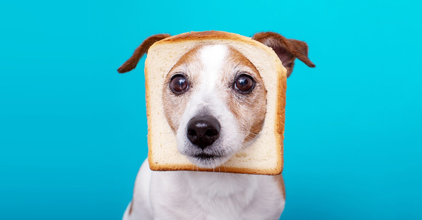 is bread good for dogs