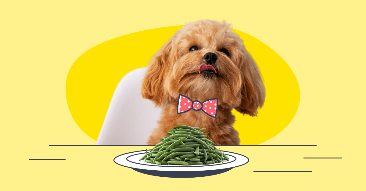 cute Dog eating green beans