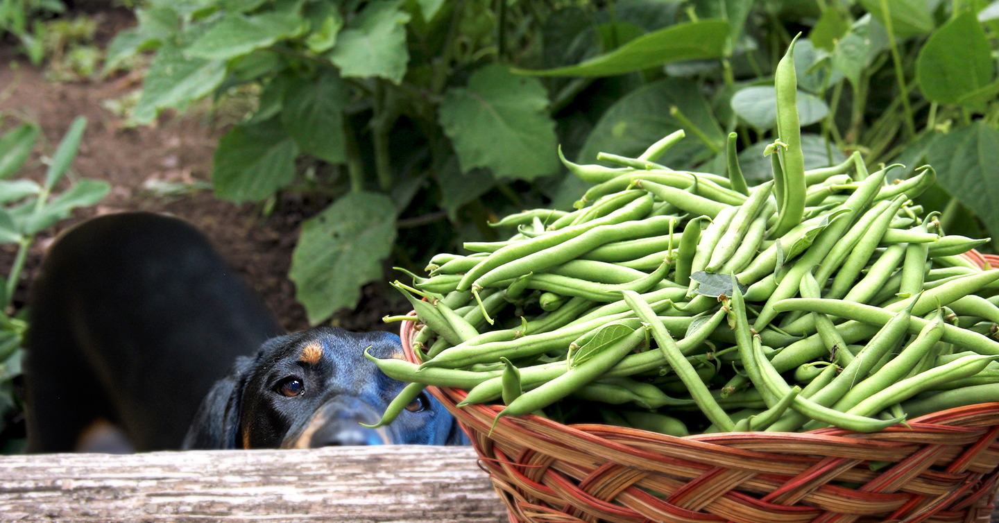 green bean benefits for dogs