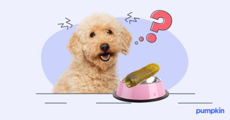 A dog and a pickle in a dog bowl