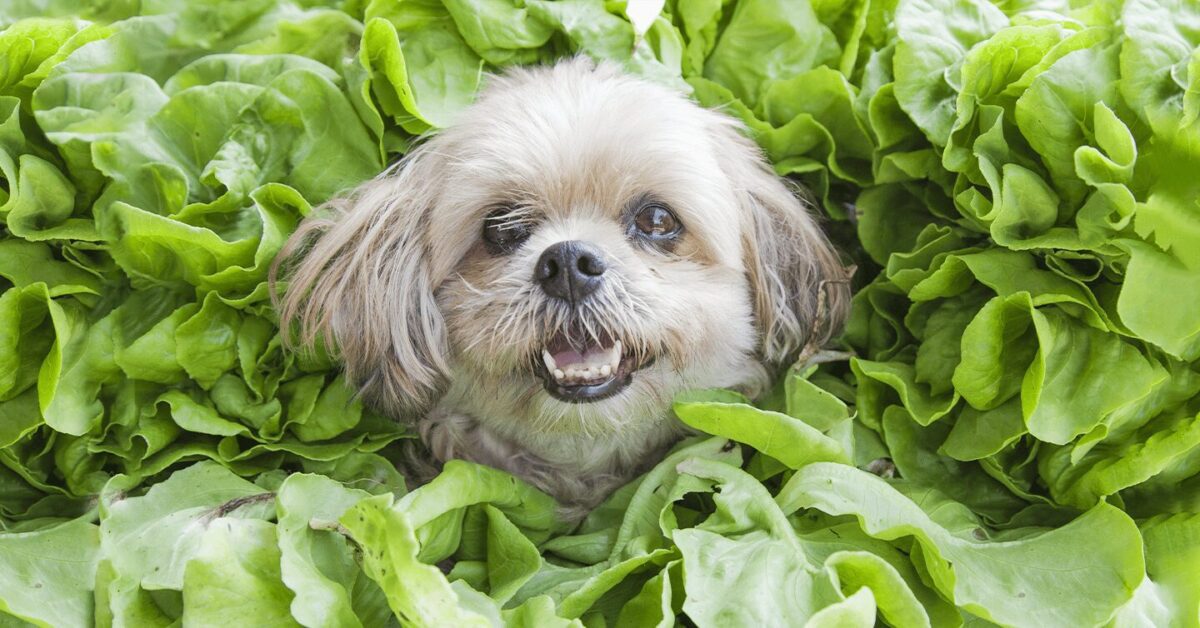 spinach for dogs benefits