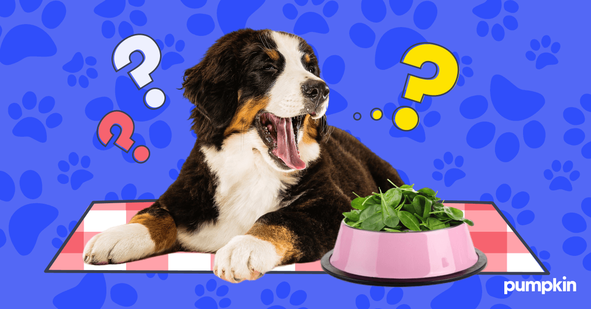 Can Dogs Eat Spinach Everything You Need to Know Pumpkin