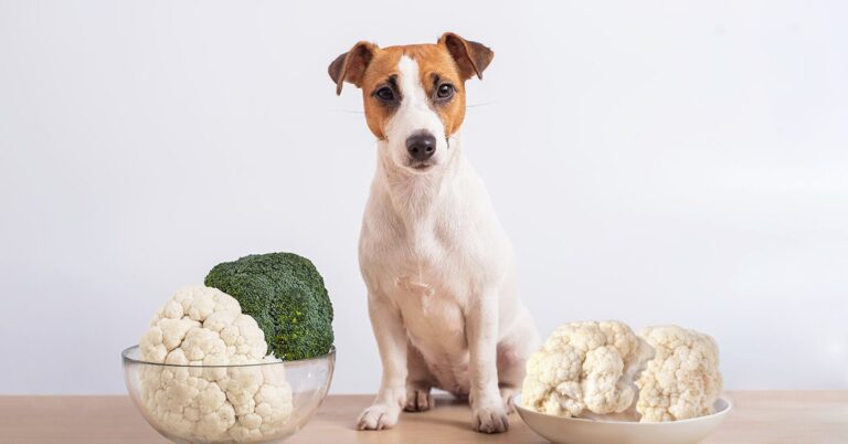 Can Dogs Eat Cauliflower? Nutritional Insights — Pumpkin®