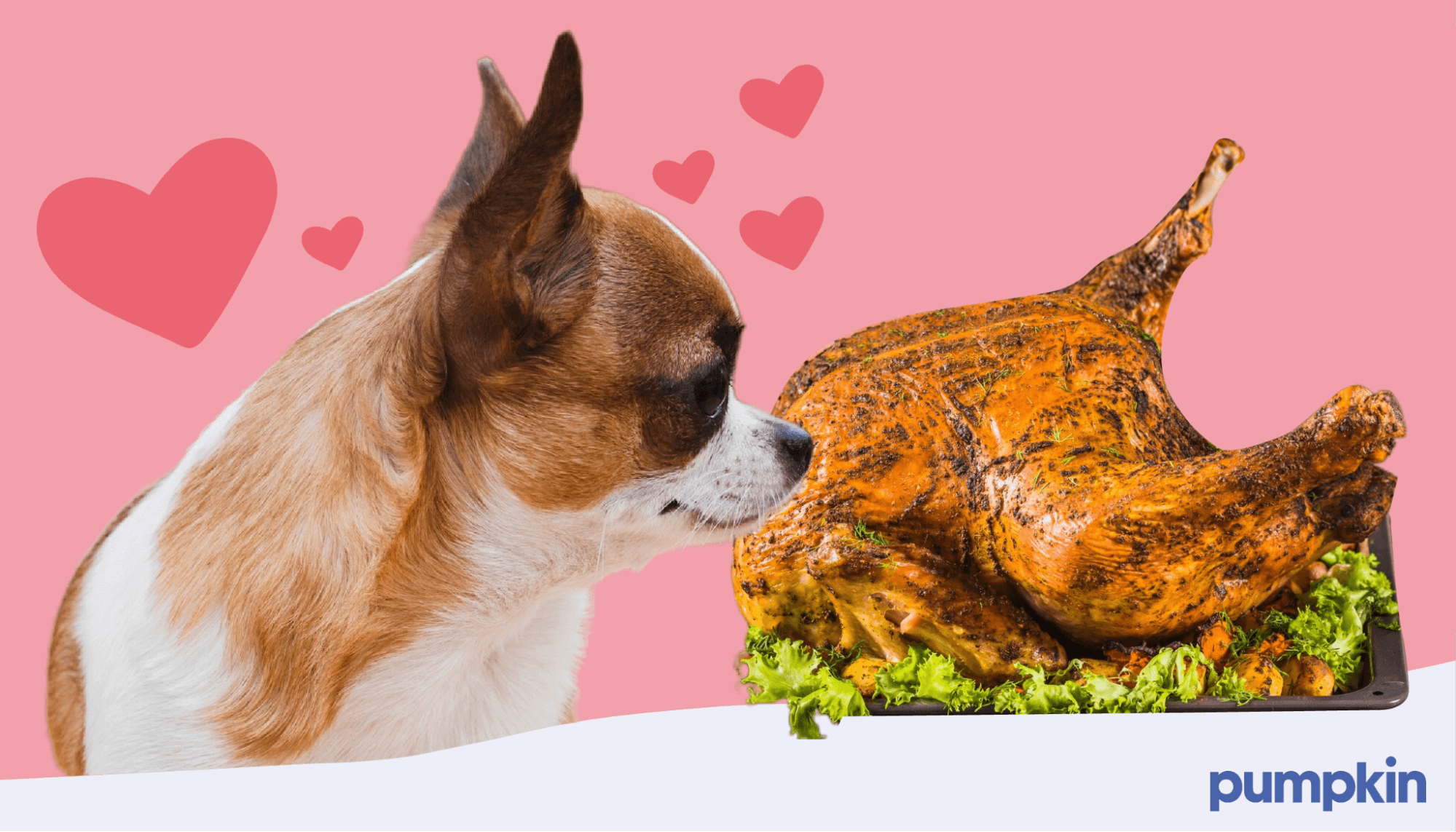 Can Dogs Eat Turkey Our Top Turkey Tips Pumpkin