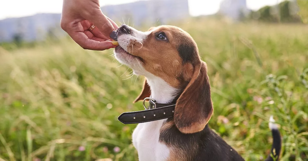 The best outlet puppy