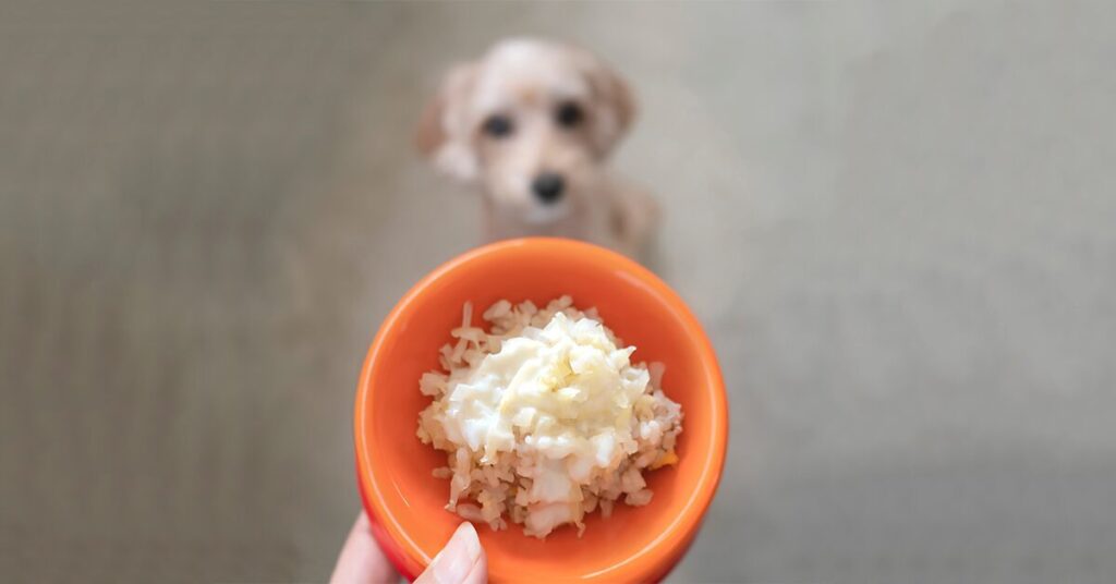 Can Dogs Eat Rice? Yes! Here’s The Skinny On This Ancient Grain - Pumpkin®