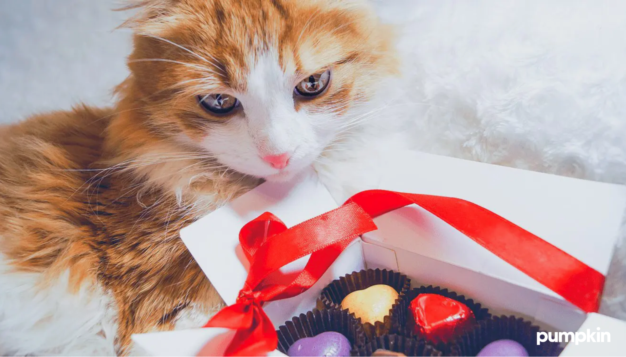 Cat sitting next to a chocolate bar.