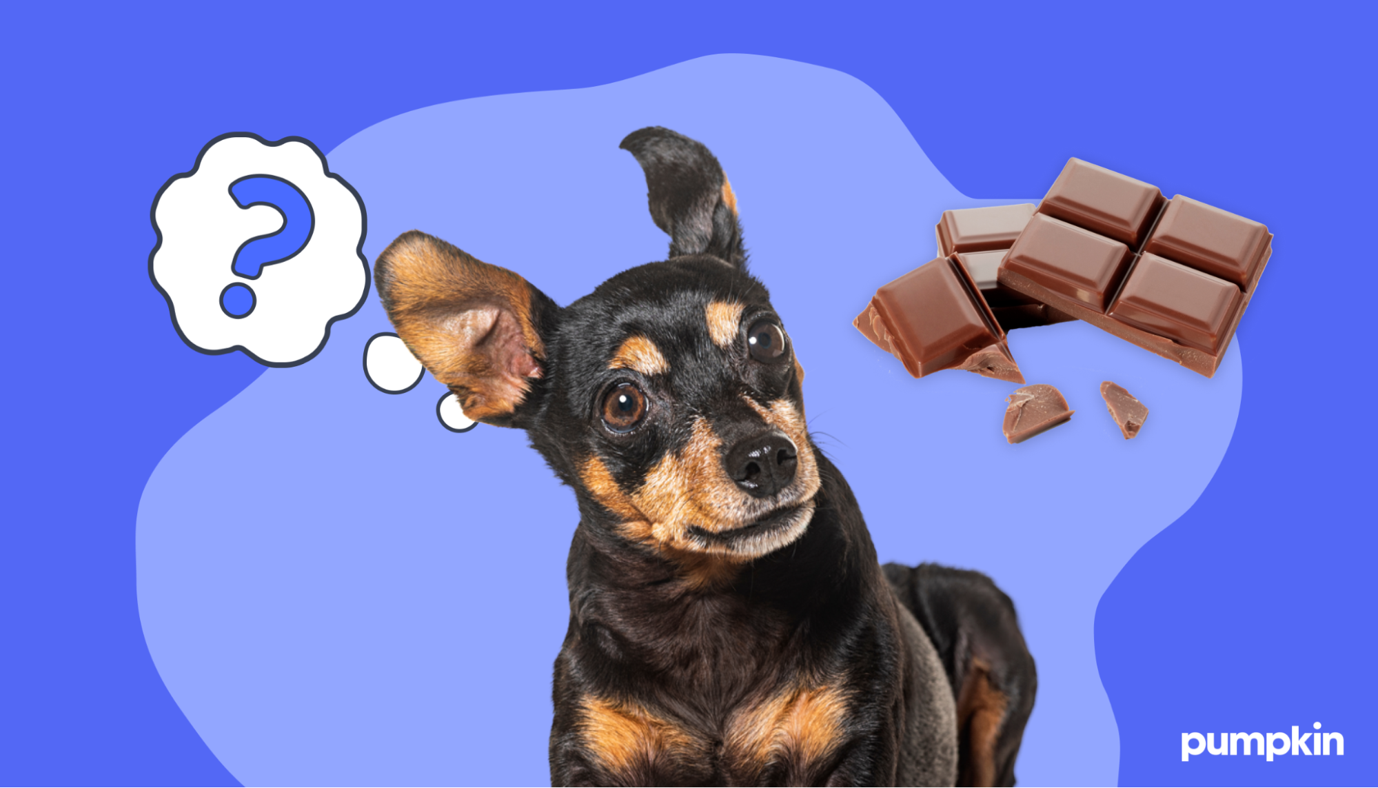 Dogs can’t eat chocolate