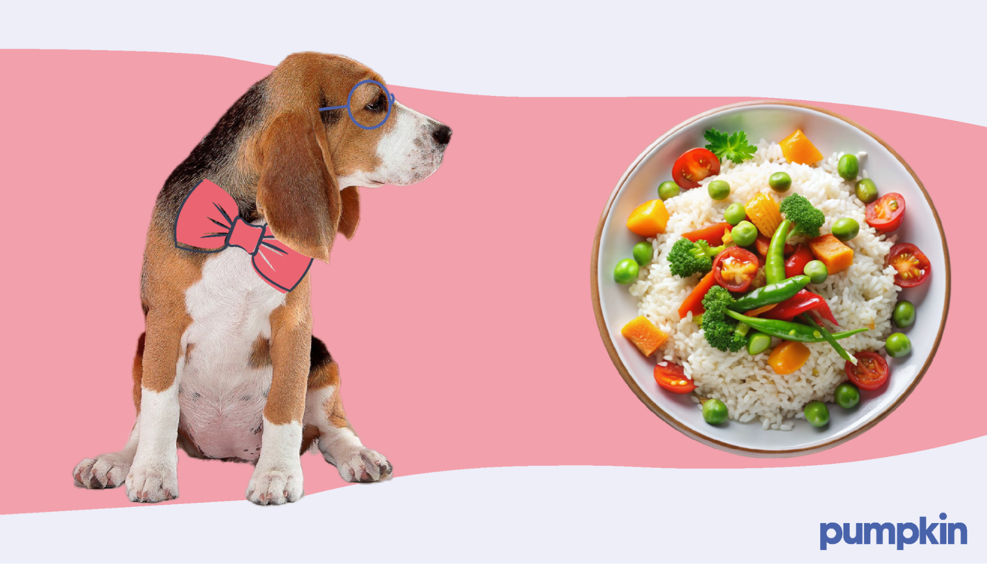 Is fried rice bad for dogs hotsell