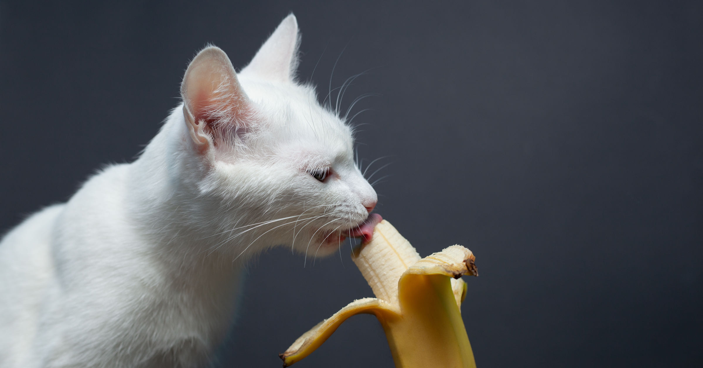 White cat eats a banana on a black background