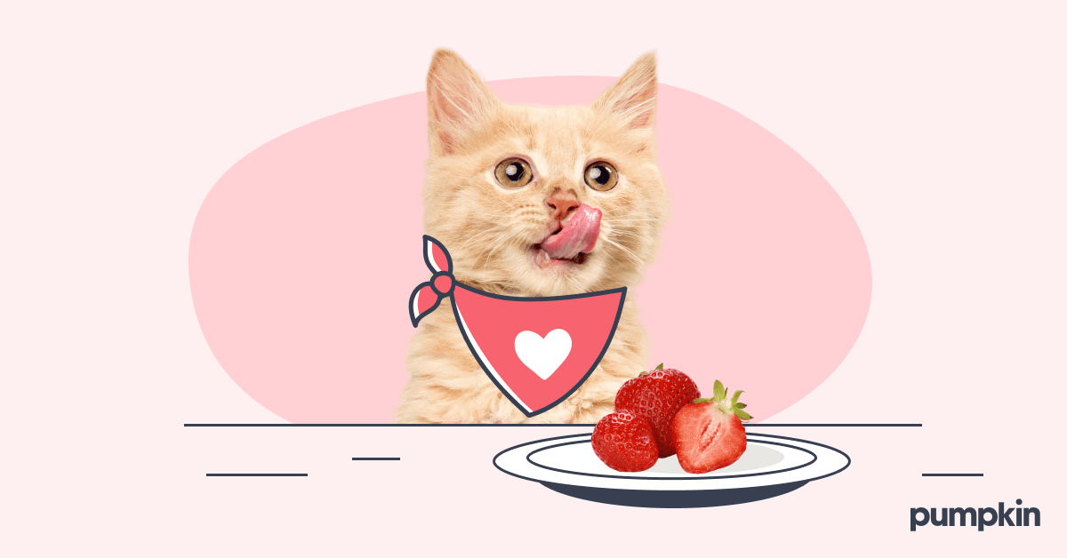 cute cat with tongue out and plate of strawberries