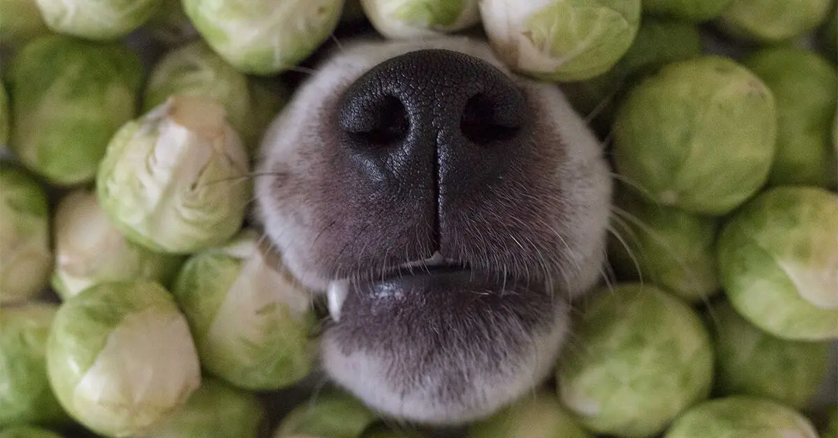 Dogs and brussel on sale sprouts