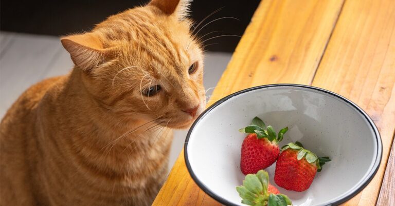 Can Cats Eat Strawberries Yes But Should They — Pumpkin® 2313