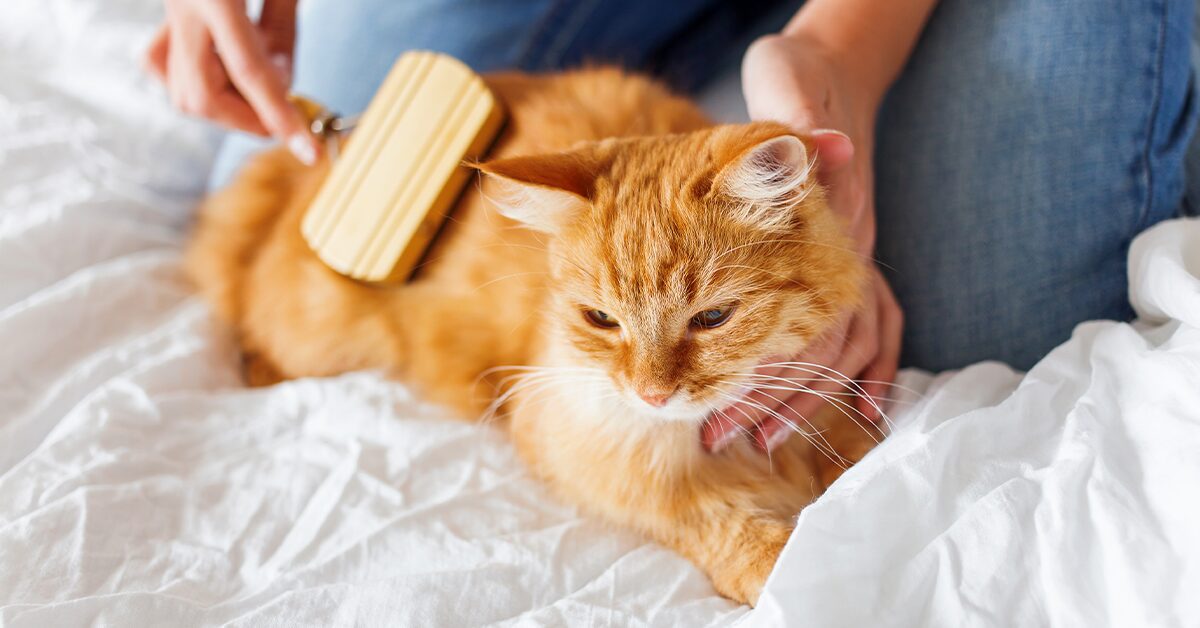 15 Grooming Tips for Cat Owners - Pumpkin®