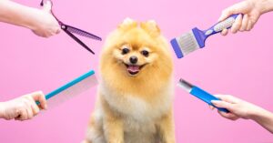 The Top 10 Dog Hairstyles - Pumpkin®