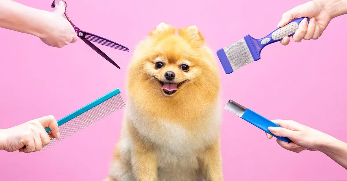 Cute, furry dog's hairstyles will give you some major goals. Watch