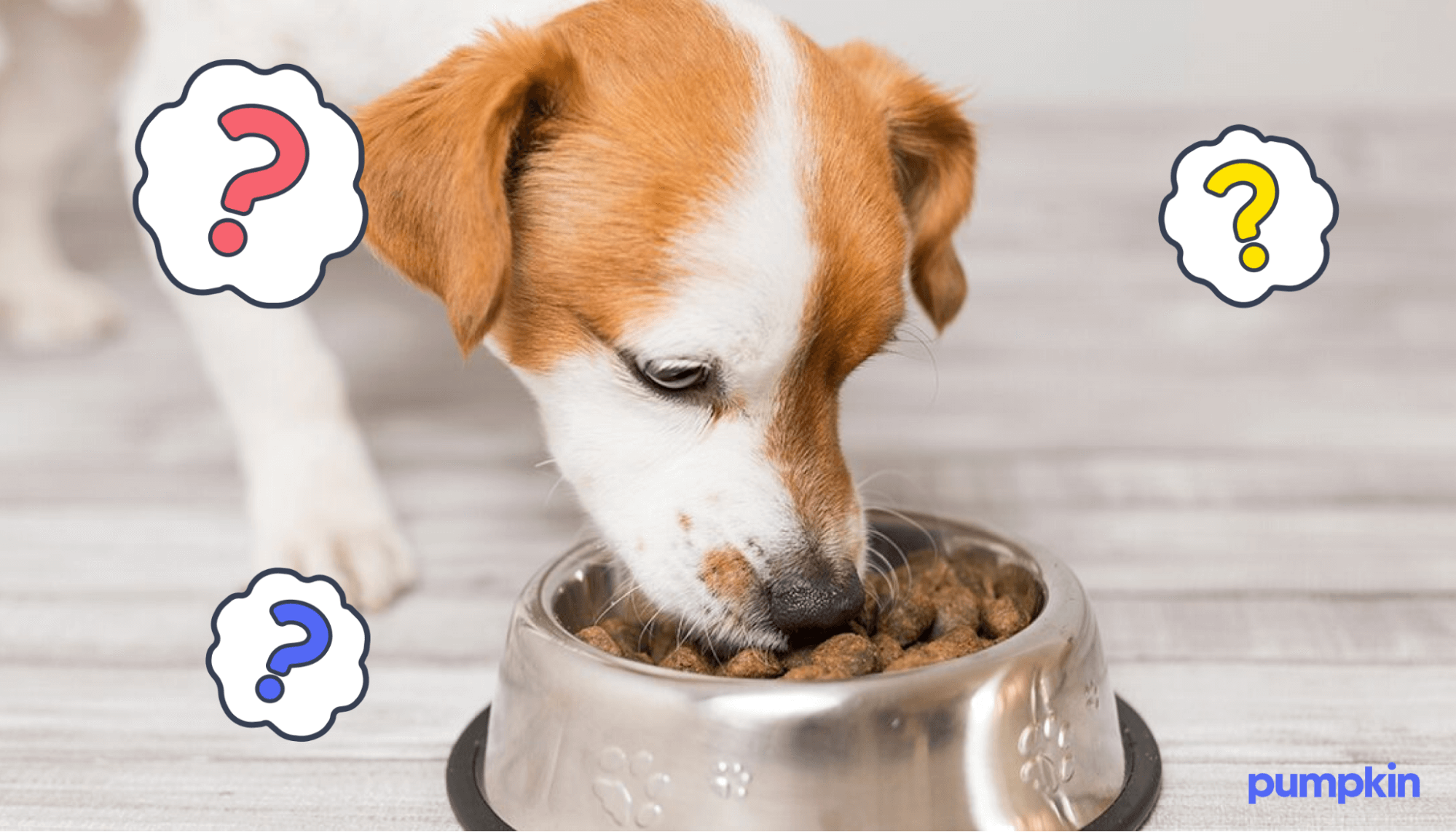 Puppy eating kibble from bowl