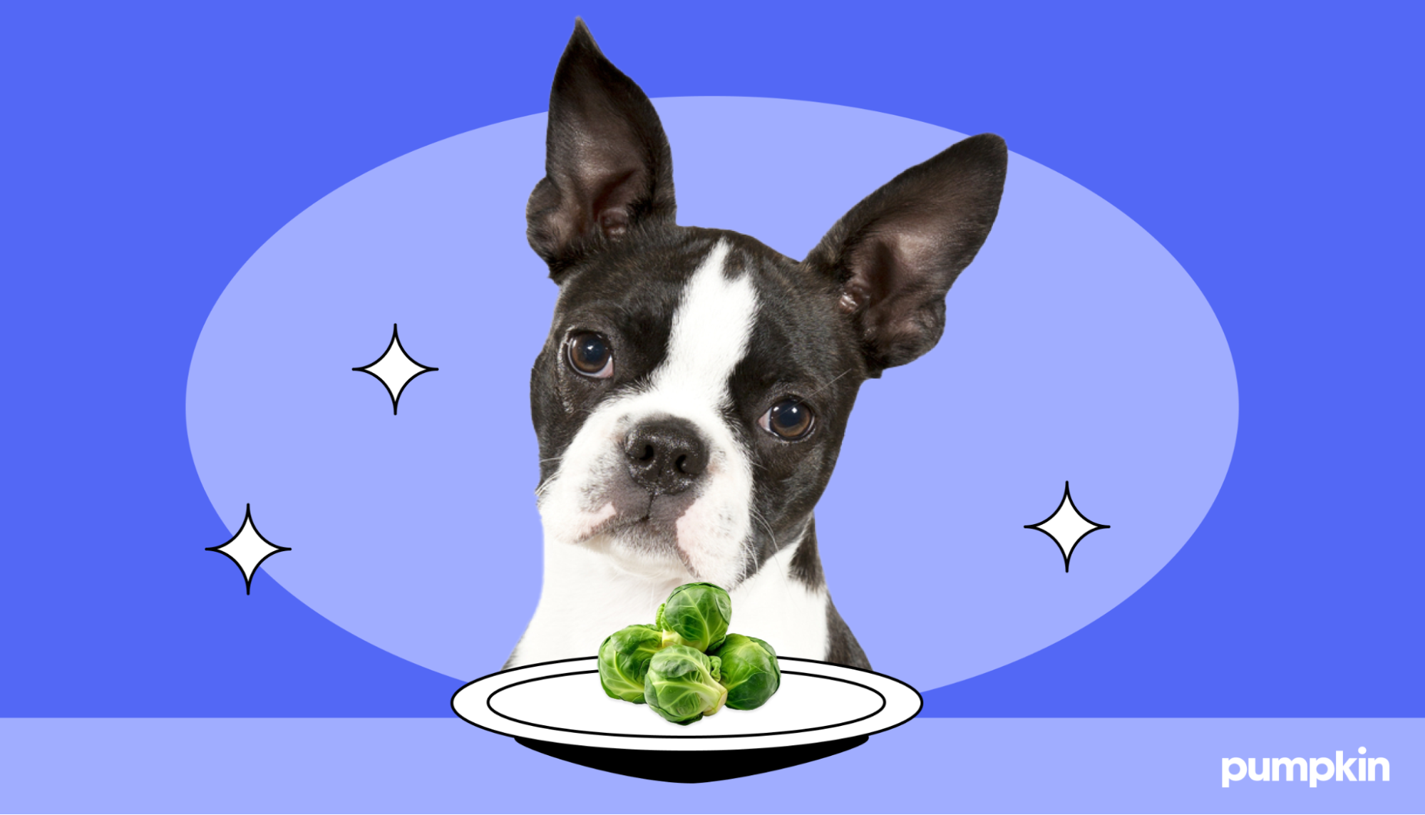 A boston terrier looking at a plate of brussels sprouts