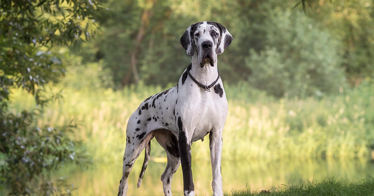 10 Of The World’s Biggest Dog Breeds (And How To Care For Them) - Pumpkin®