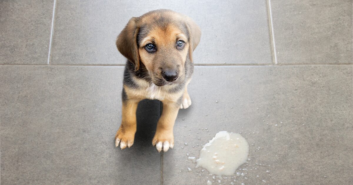 what makes a puppy sick