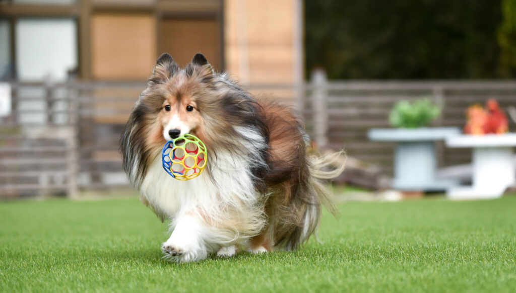 Shetland Sheepdog in dog park with a toy in its mouth