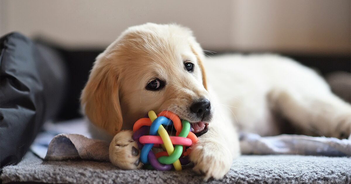 The 20 Best Dog Toys for Boredom (Vet Recommendations)