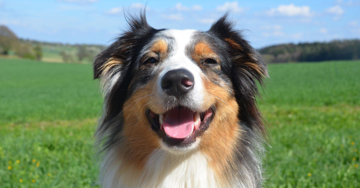 Meet the World’s Fluffiest Dog Breeds — Pumpkin®