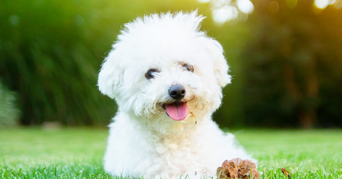 Meet the World’s Fluffiest Dog Breeds — Pumpkin®