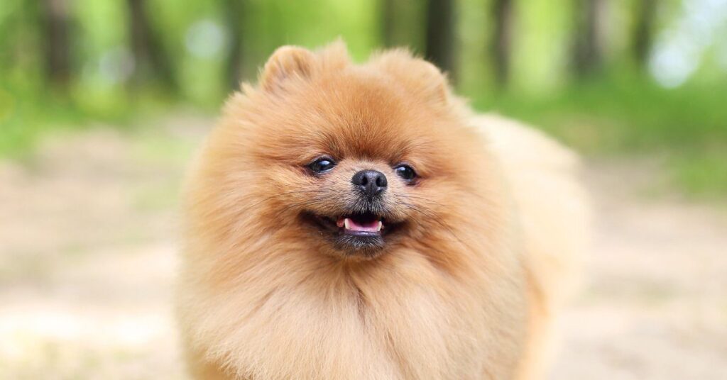 Meet the World's Fluffiest Dog Breeds - Pumpkin®